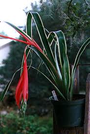 s tears , B.Pyromidalis